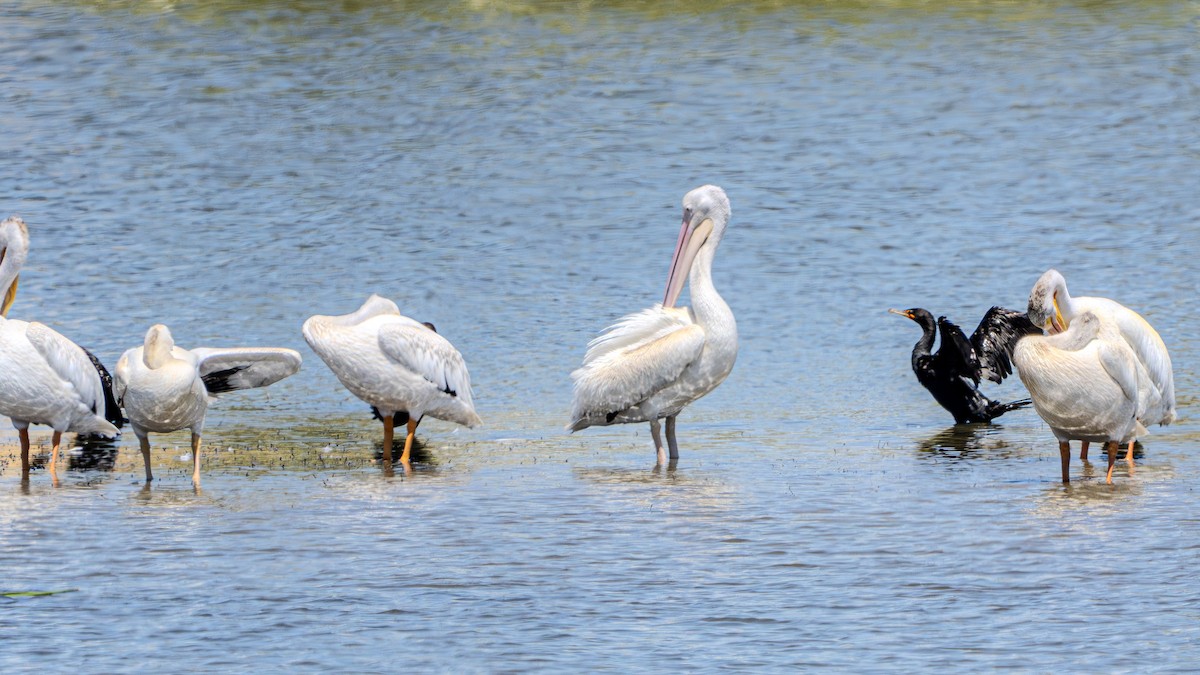 American White Pelican - ML622790980