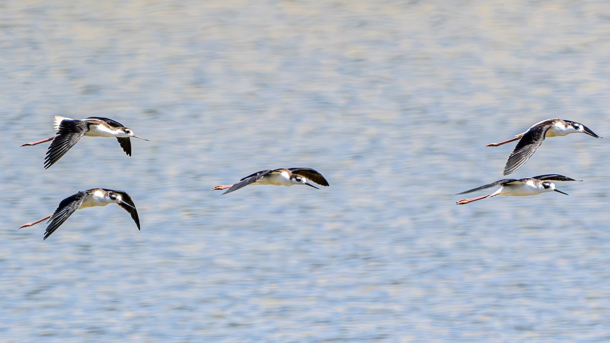 Black-necked Stilt - ML622791007