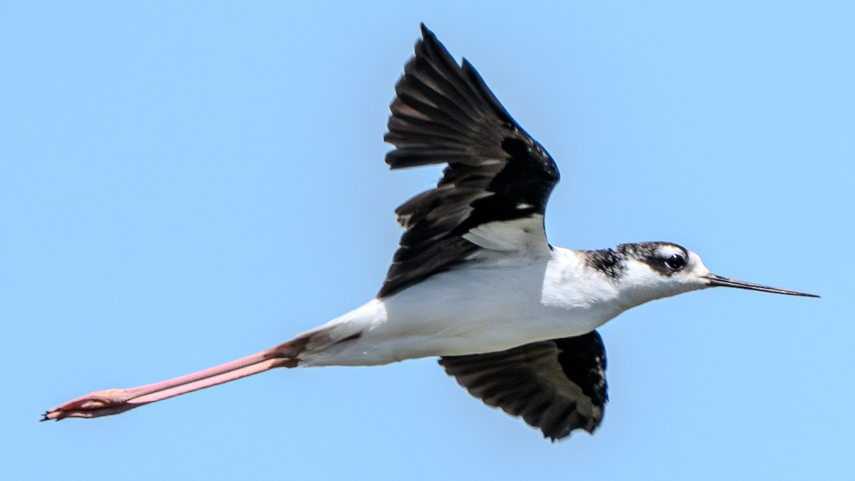 Black-necked Stilt - ML622791008