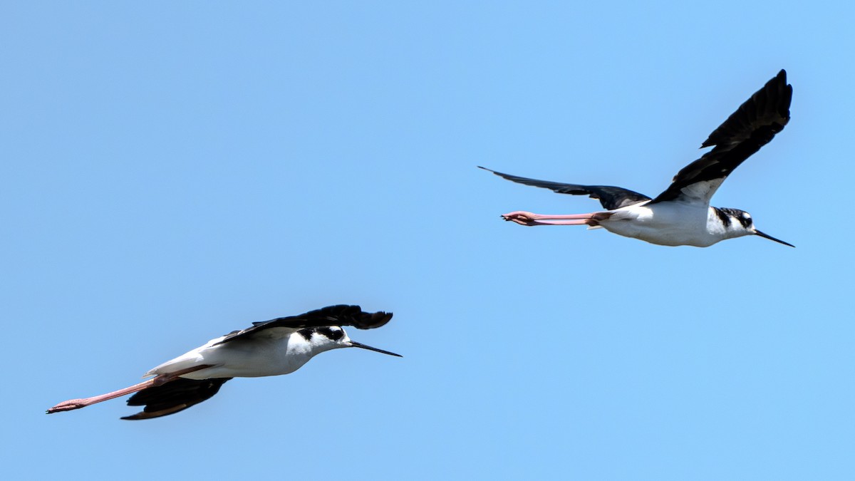 Black-necked Stilt - Carter Pape