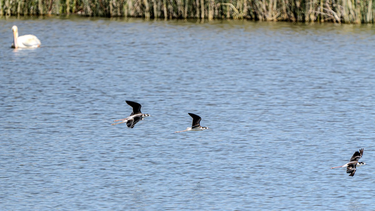 Black-necked Stilt - ML622791011