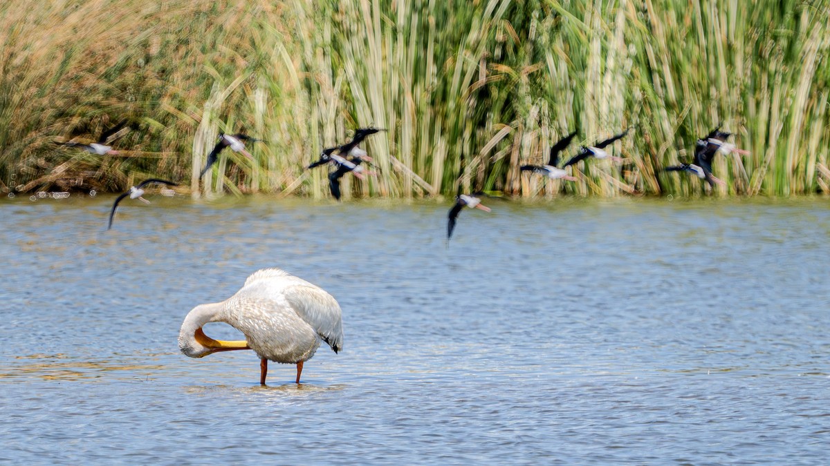 American White Pelican - Carter Pape