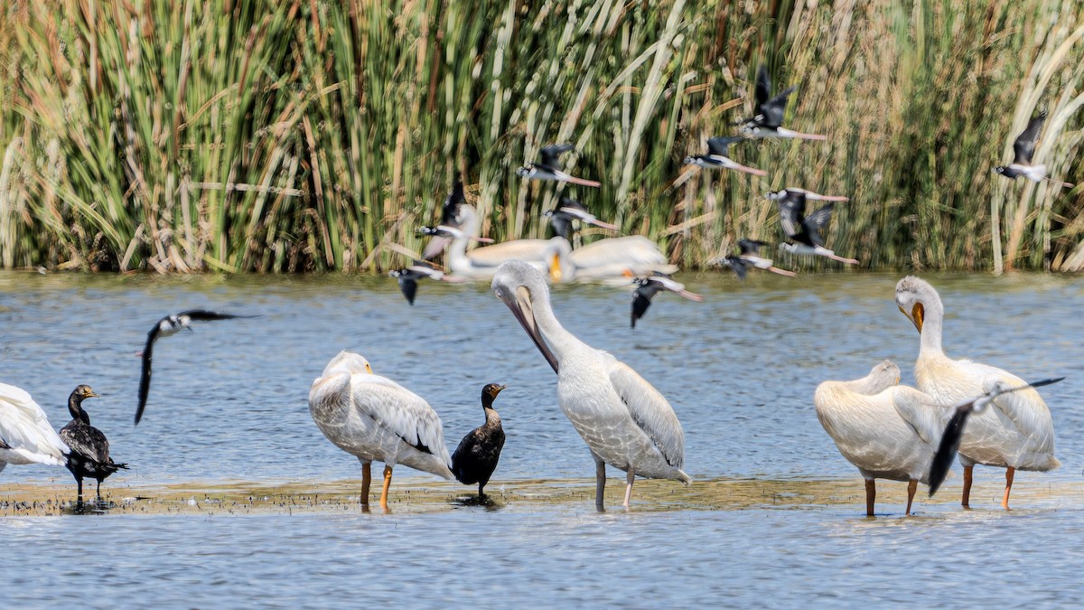 American White Pelican - ML622791029