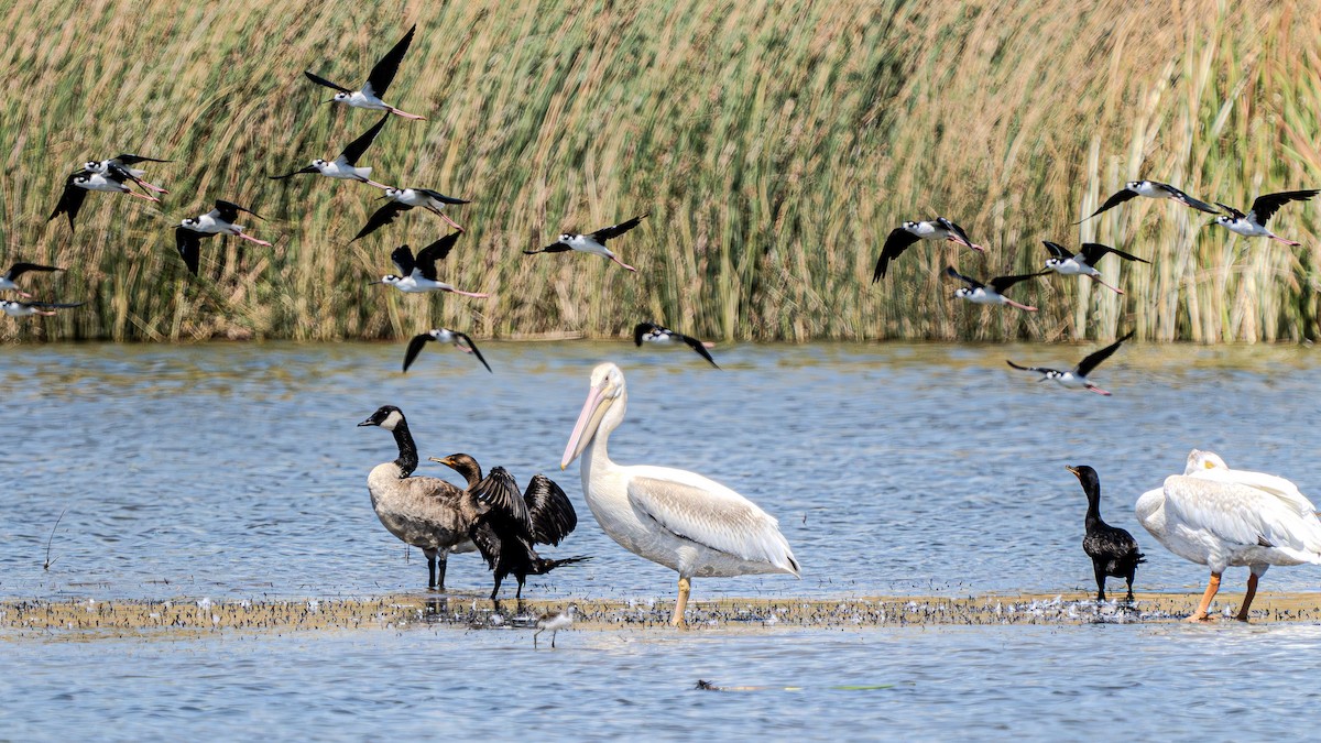 American White Pelican - ML622791030