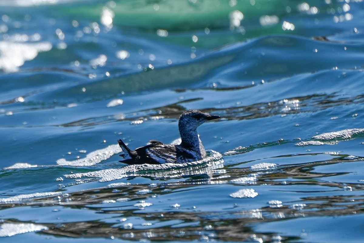 Black Guillemot - ML622791106