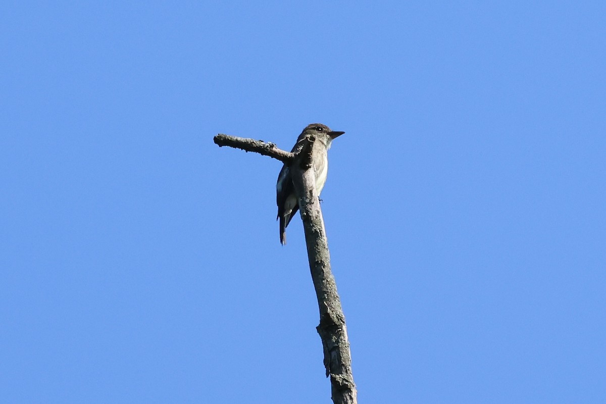 Olive-sided Flycatcher - ML622791115