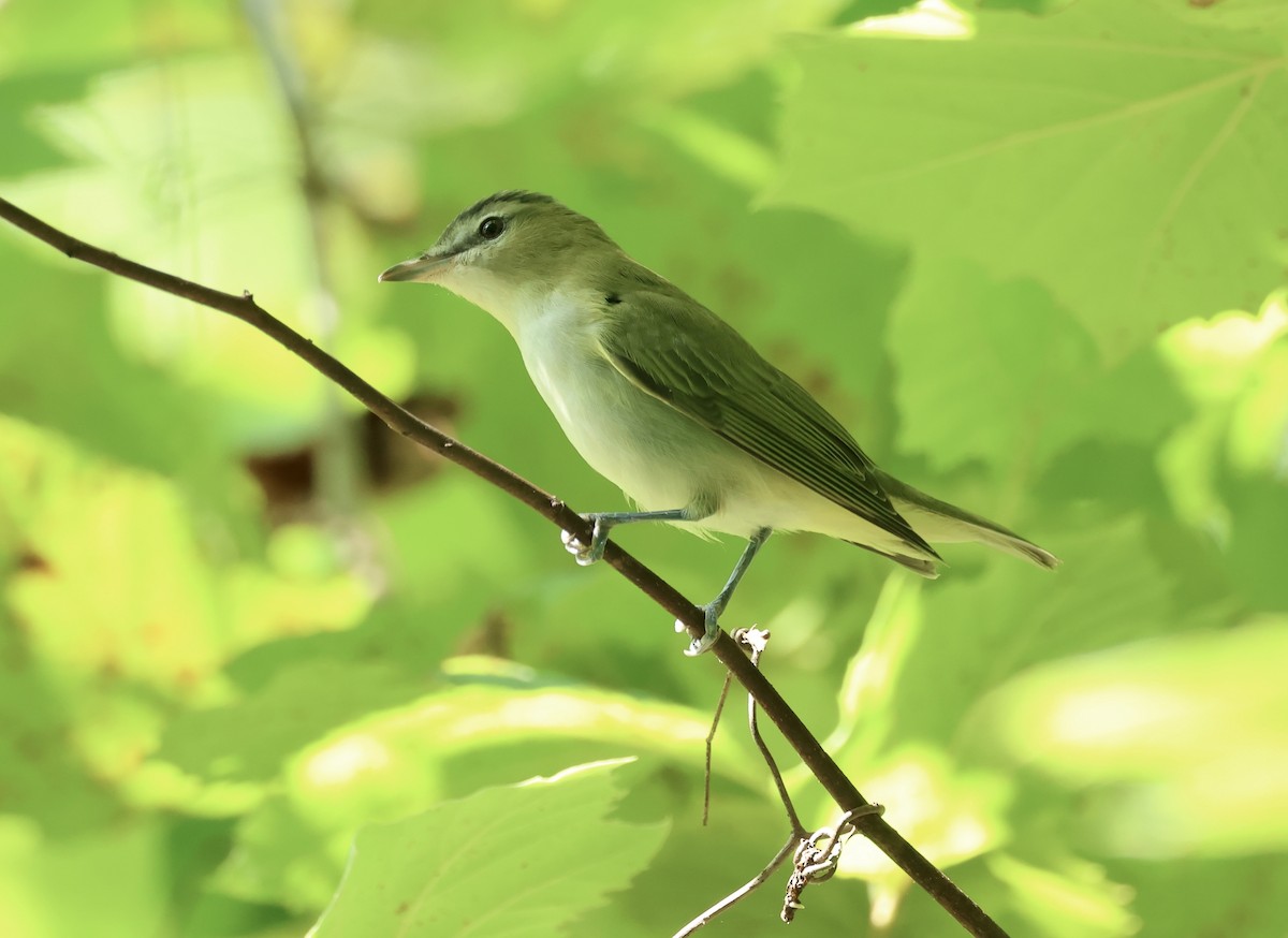 Red-eyed Vireo - ML622791118