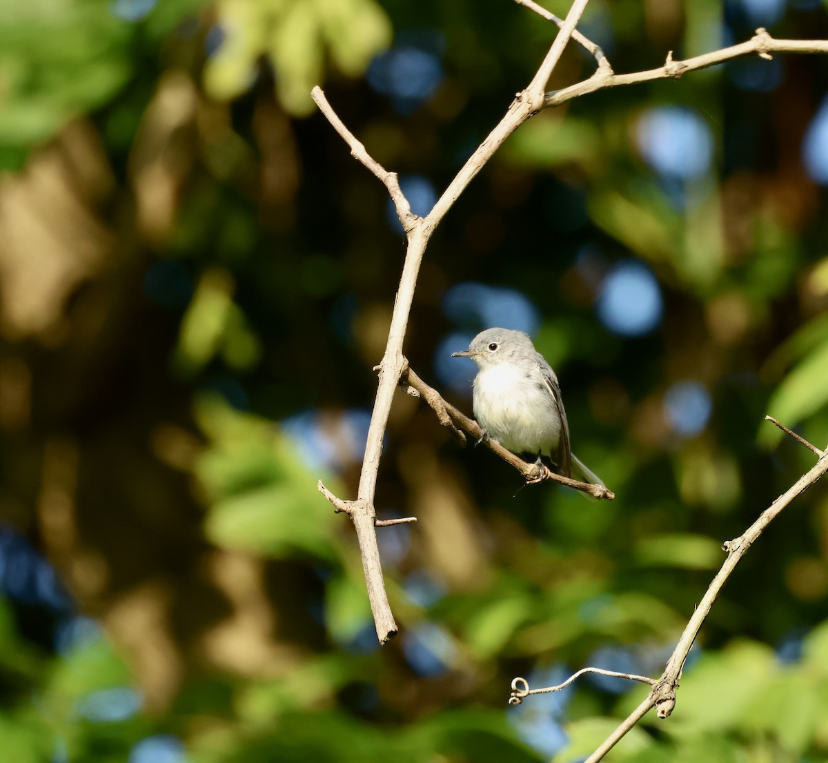 Blue-gray Gnatcatcher - ML622791128