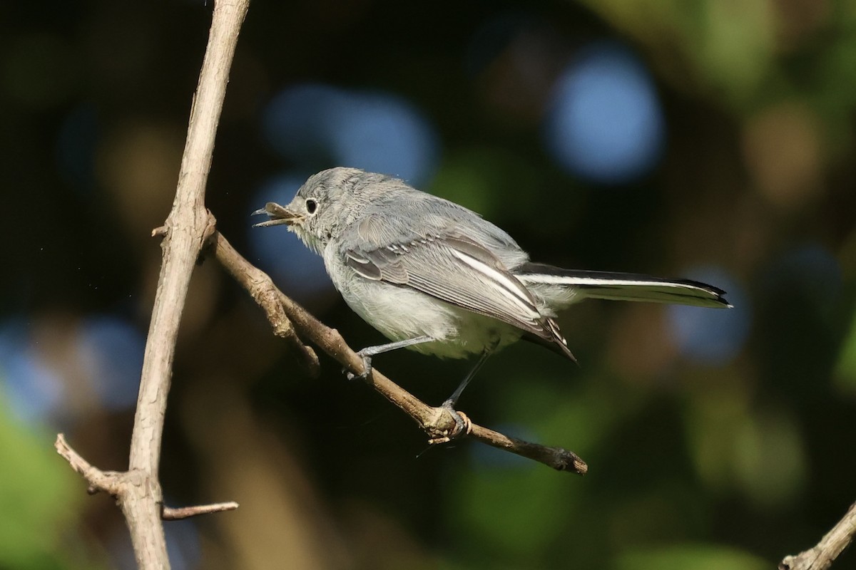 Blue-gray Gnatcatcher - ML622791142