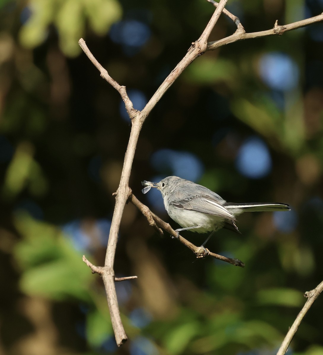 Blue-gray Gnatcatcher - ML622791143