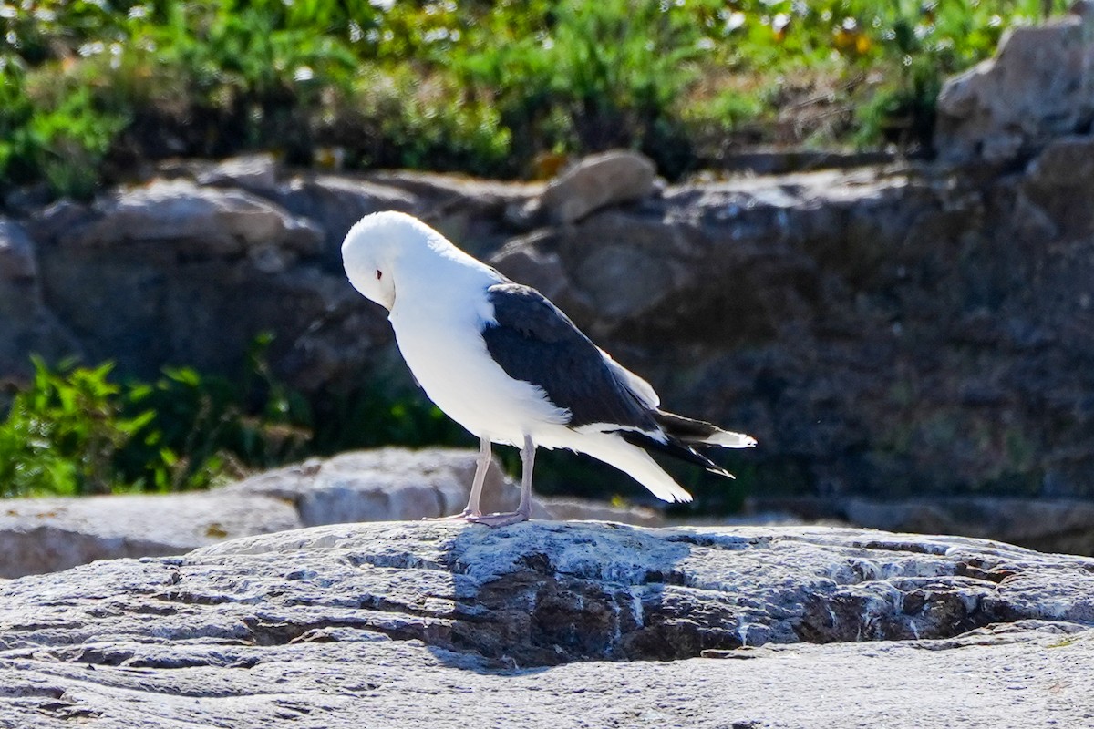 Great Black-backed Gull - ML622791147