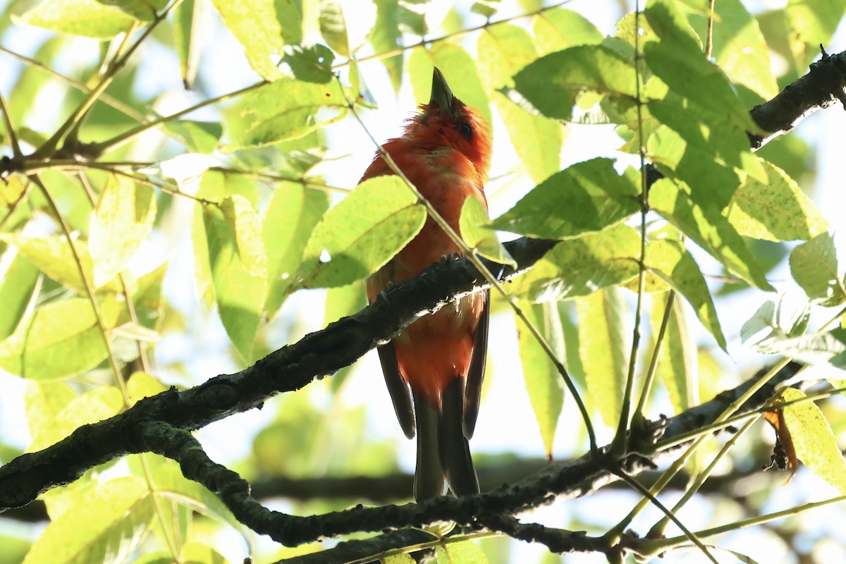 Scarlet Tanager - ML622791167