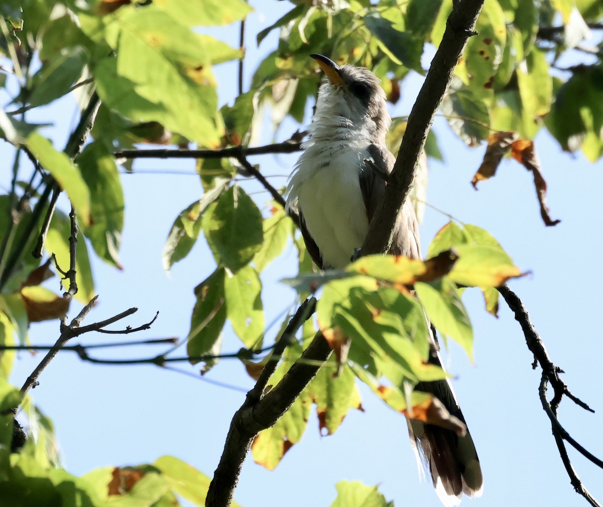 Yellow-billed Cuckoo - ML622791182