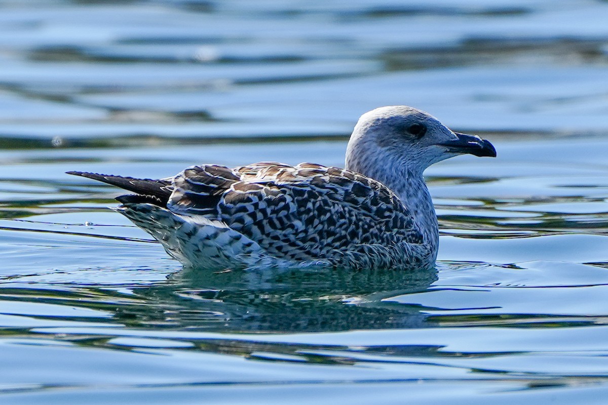 Great Black-backed Gull - ML622791184