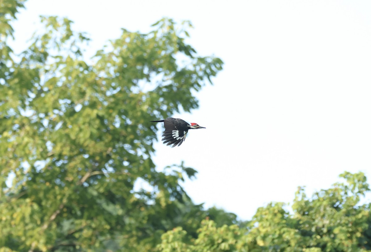 Pileated Woodpecker - ML622791203