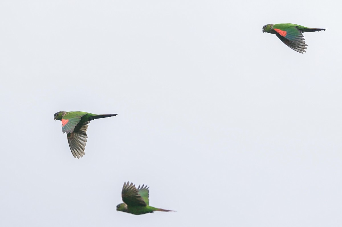 Maroon-tailed Parakeet - ML622791216