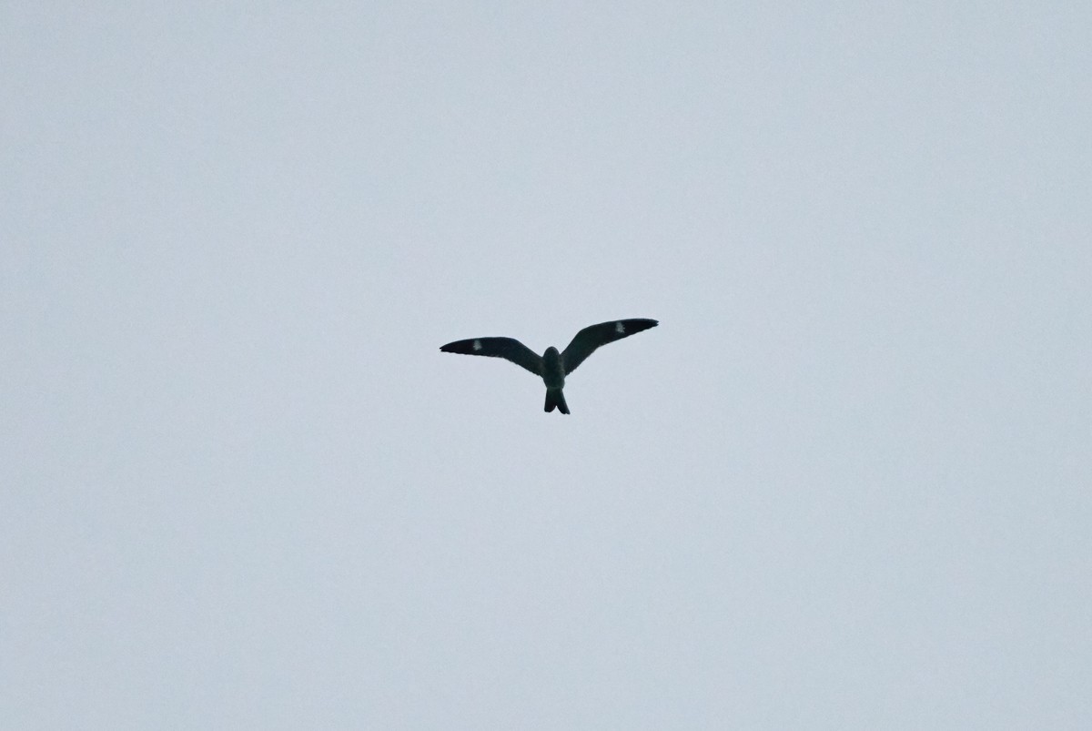 Common Nighthawk - Jacques St-Jean