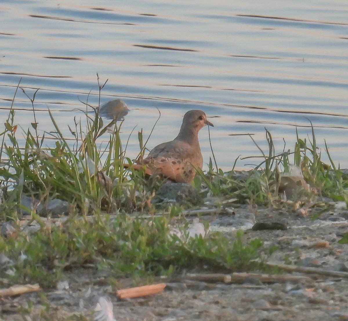 Mourning Dove - Hin Ki  & Queenie  Pong