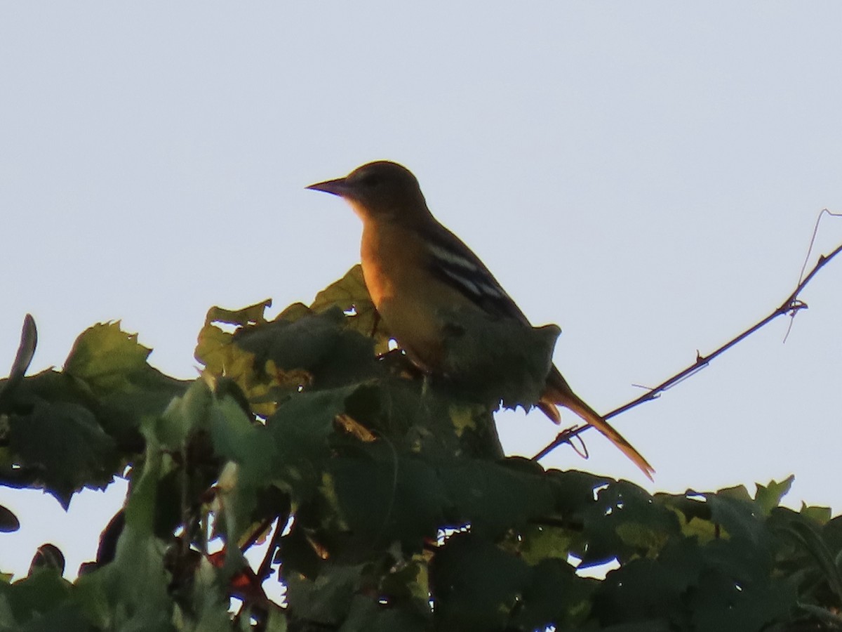 Baltimore Oriole - ML622791311