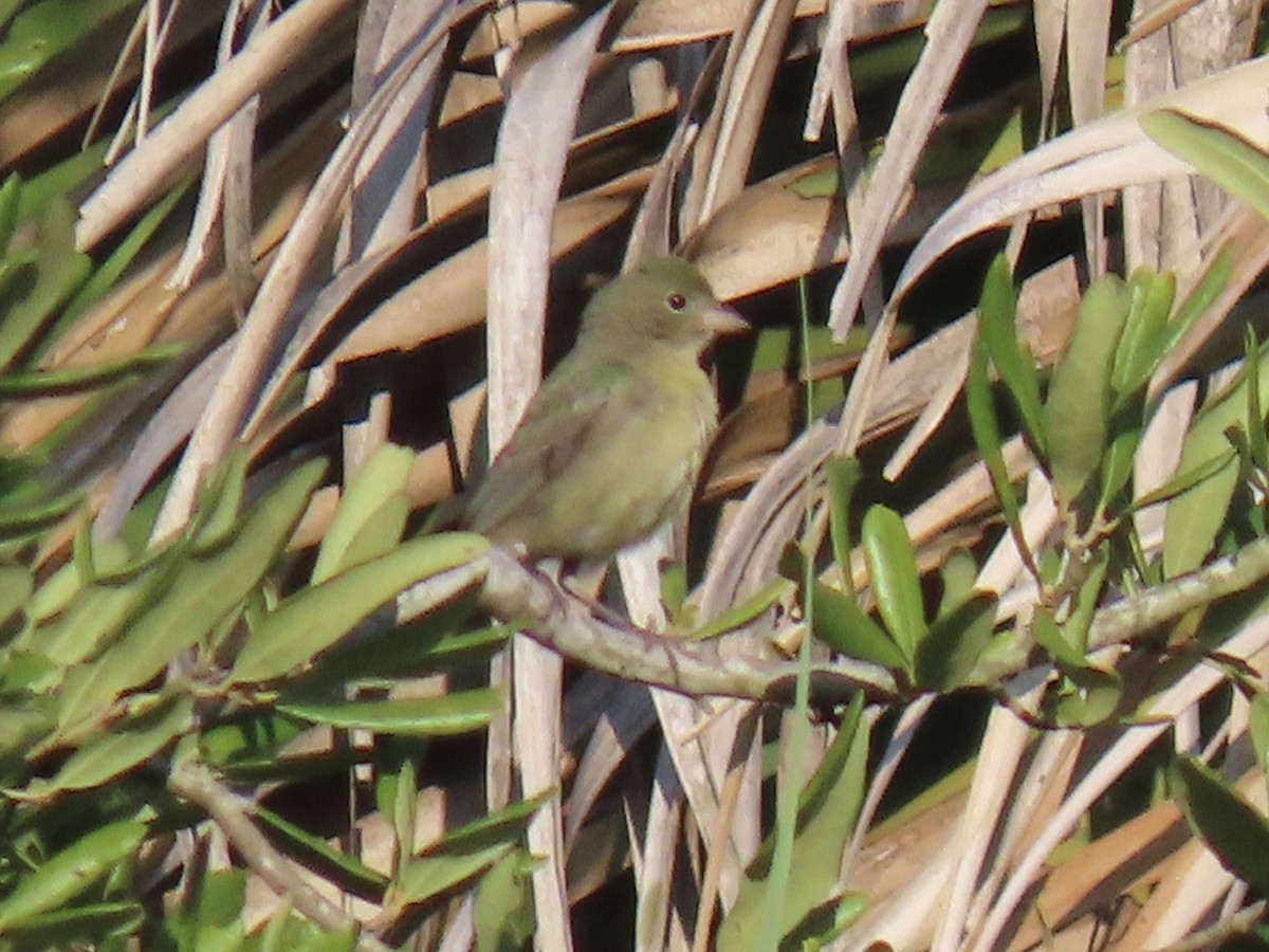 Painted Bunting - ML622791318
