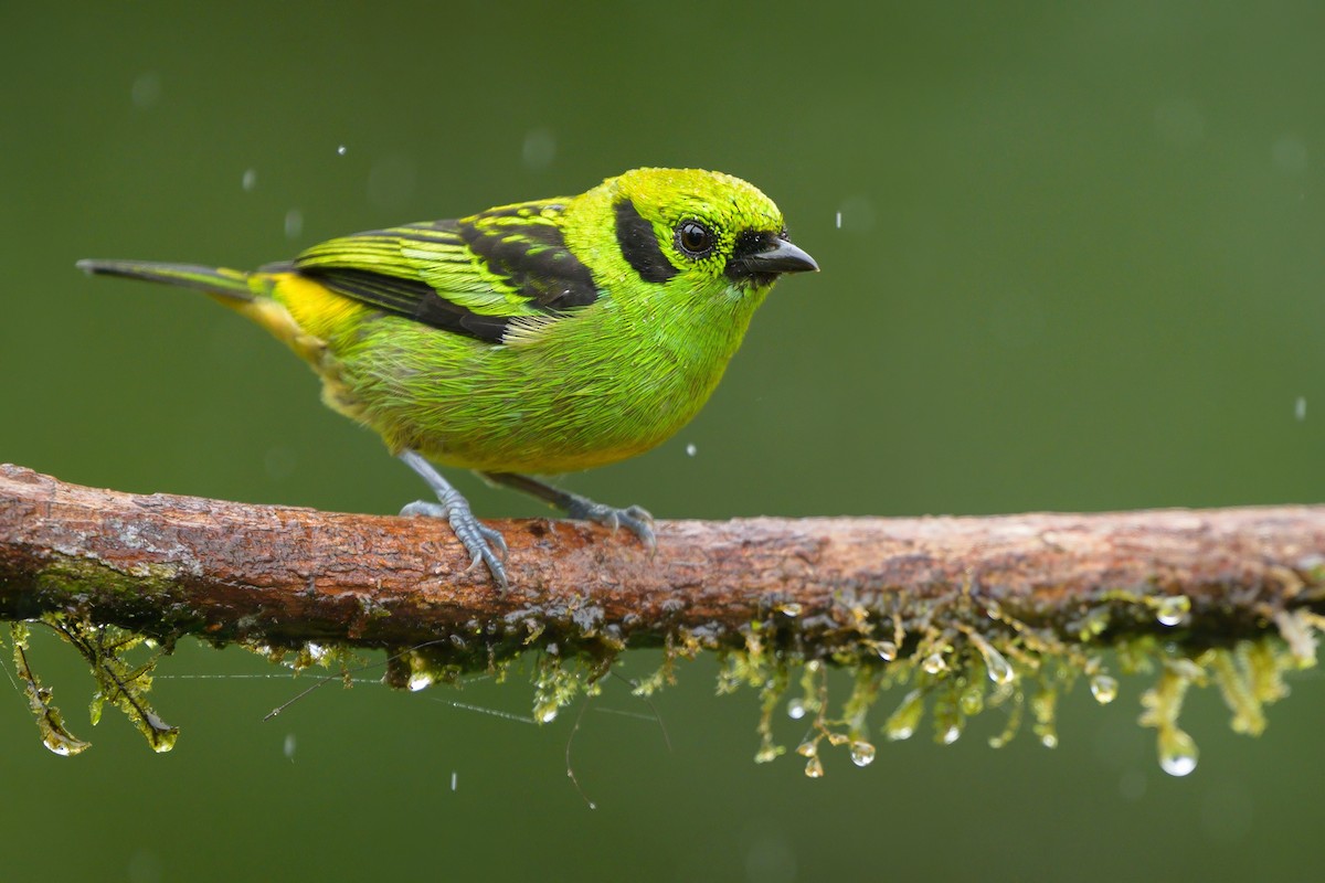 Emerald Tanager - Sean Crockett