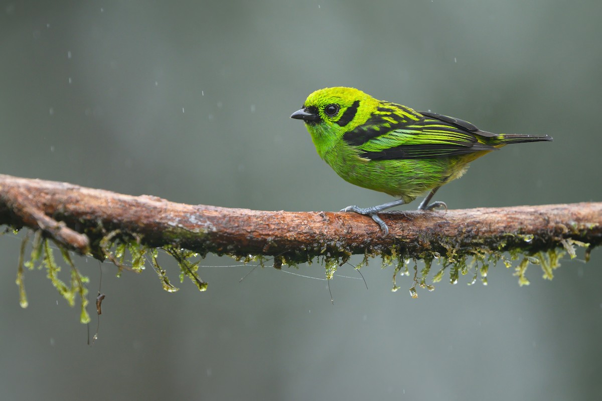 Emerald Tanager - Sean Crockett