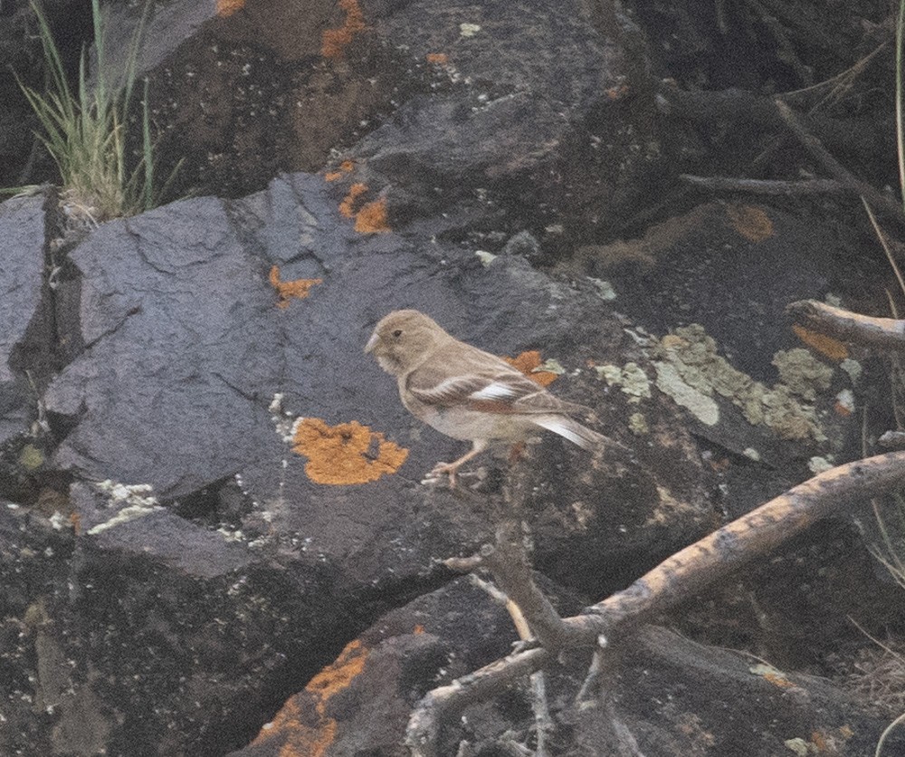 Mongolian Finch - Lindy Fung