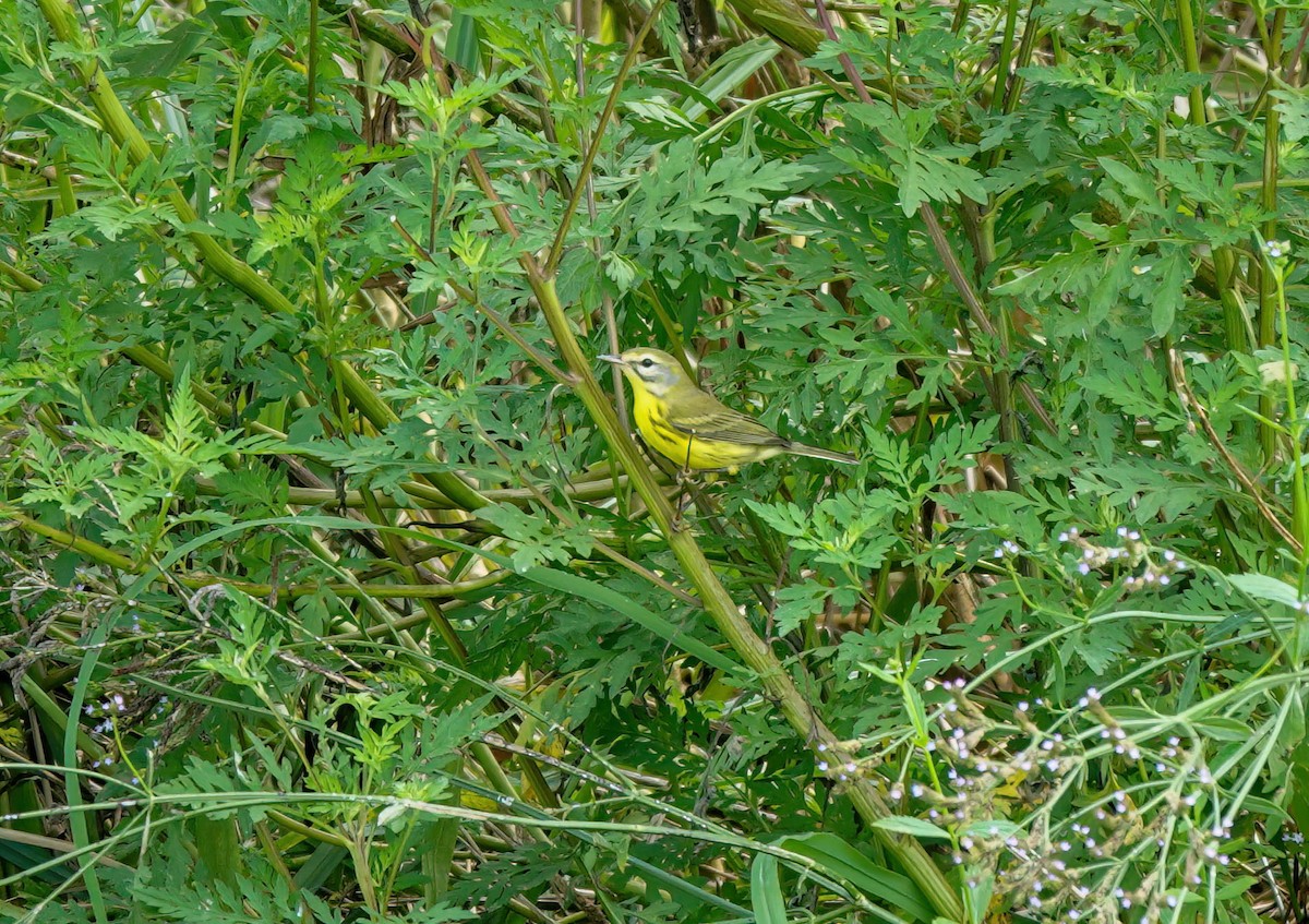 Prairie Warbler - ML622791416