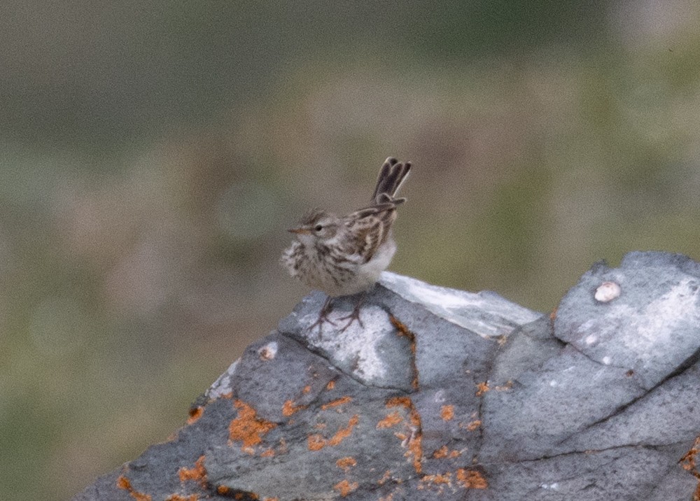 Water Pipit (Blakiston's) - Lindy Fung