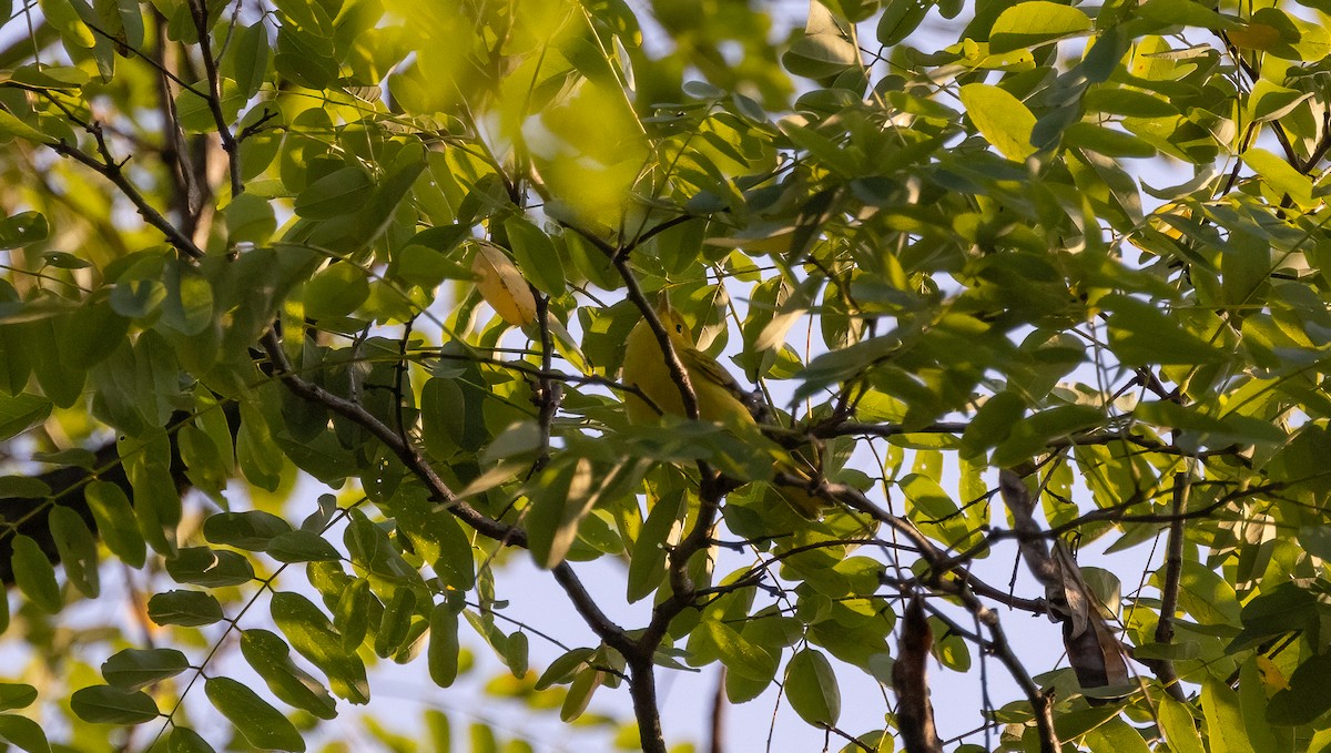 Paruline jaune - ML622791451