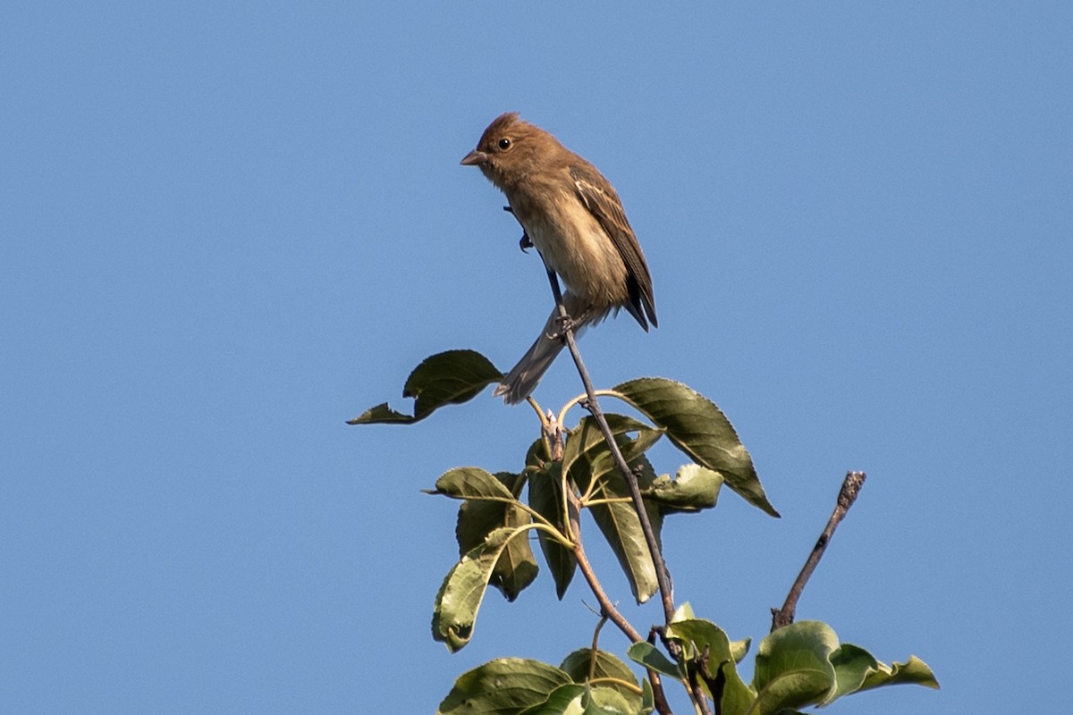 Blue Grosbeak - Donna Wadsley