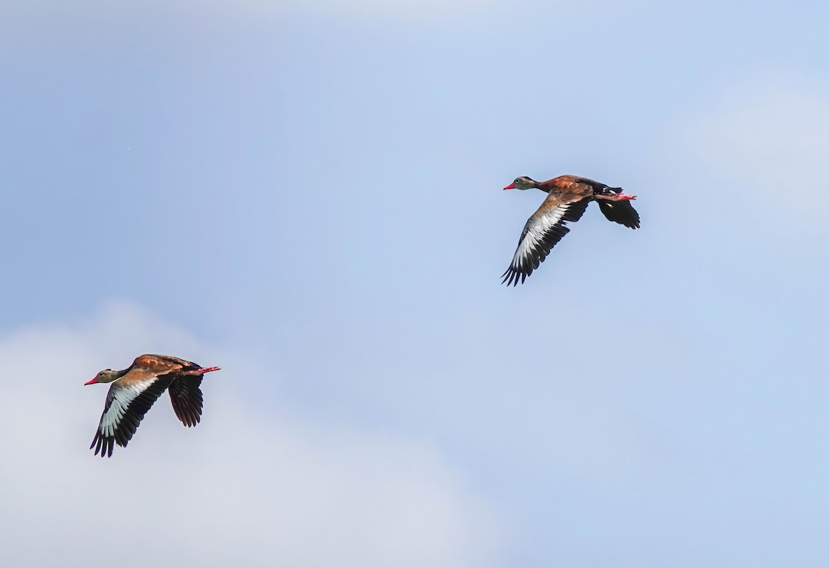 Black-bellied Whistling-Duck - ML622791490