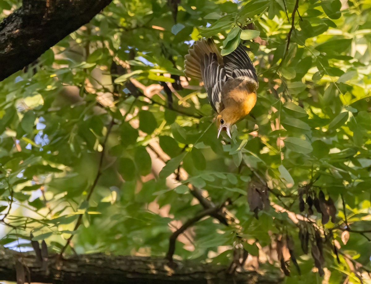 Oriole de Baltimore - ML622791495