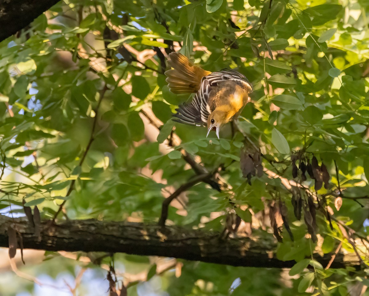 Oriole de Baltimore - ML622791496