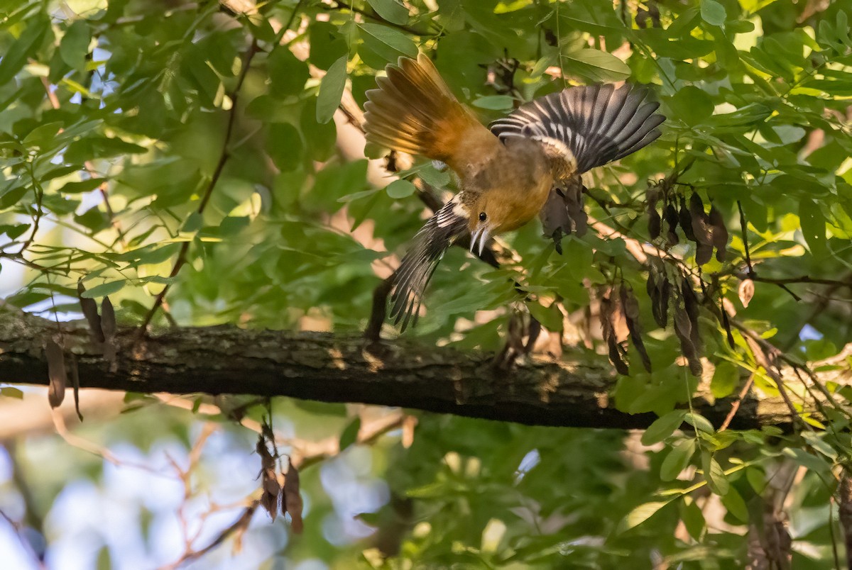 Baltimore Oriole - Richard  Davis