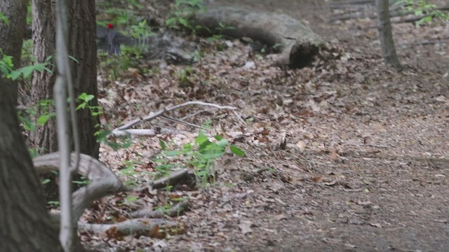 Pileated Woodpecker - ML622791523