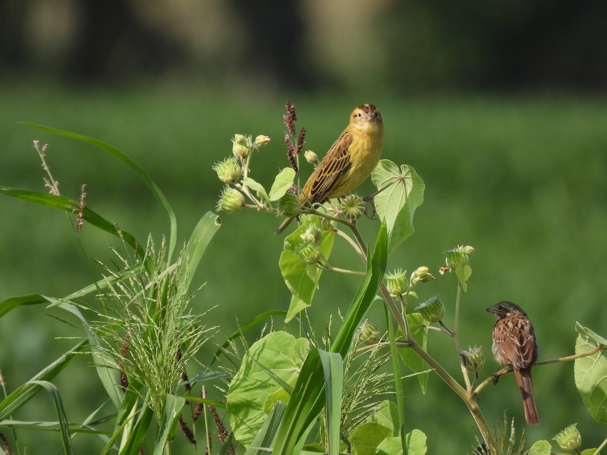 Bobolink - ML622791524