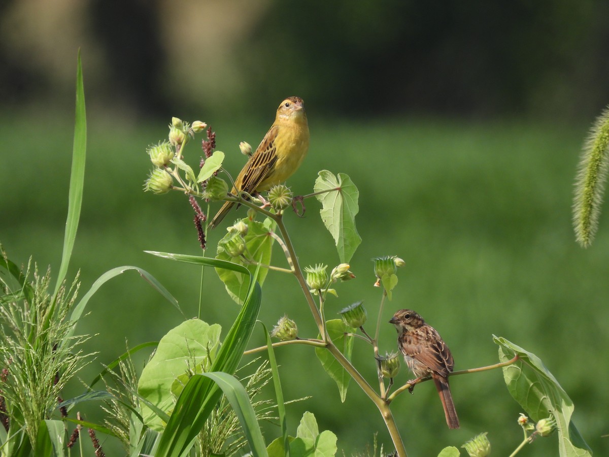 Bobolink - ML622791529