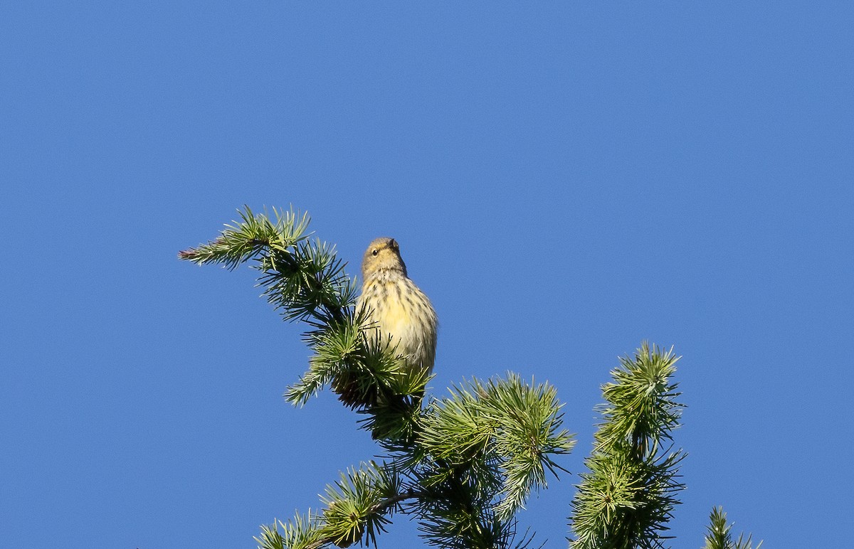 Paruline tigrée - ML622791536