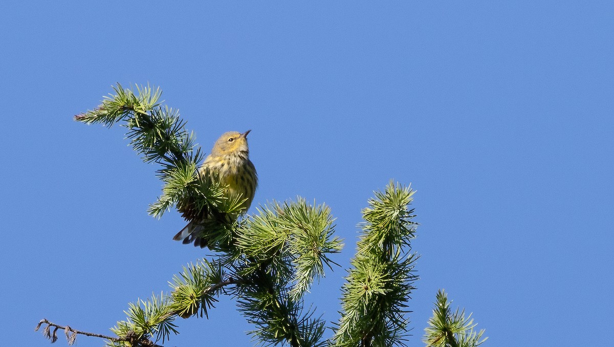 Paruline tigrée - ML622791537