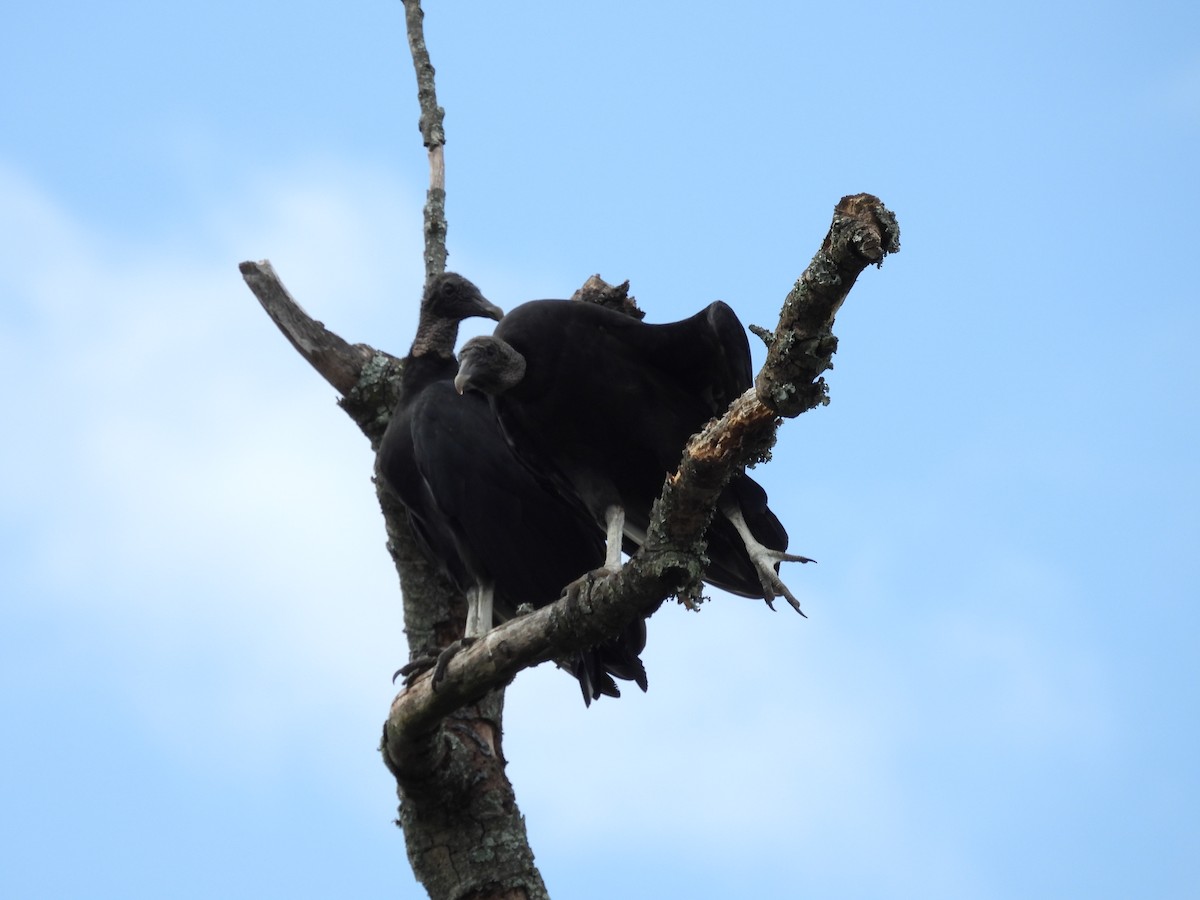 Black Vulture - Rowan Gray