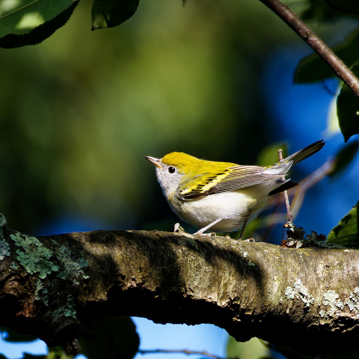 Chestnut-sided Warbler - ML622791559