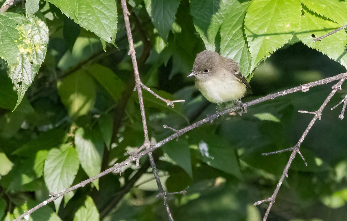 Moucherolle tchébec - ML622791584