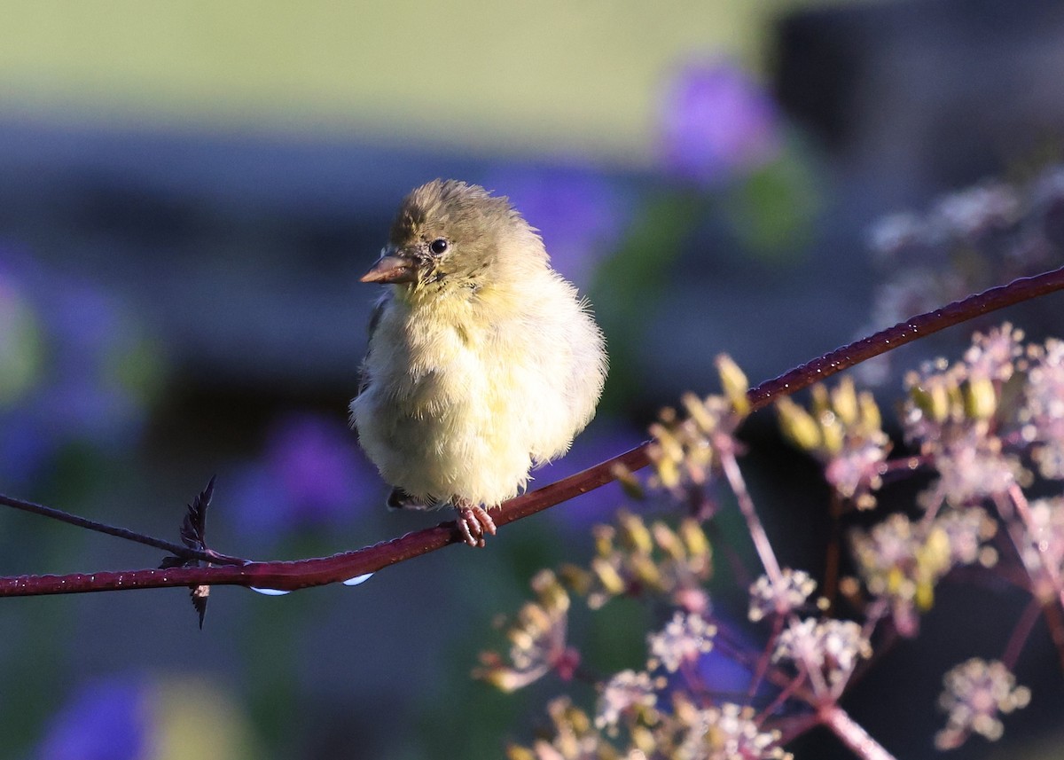 Lesser Goldfinch - ML622791597