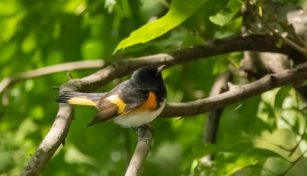 American Redstart - ML622791602