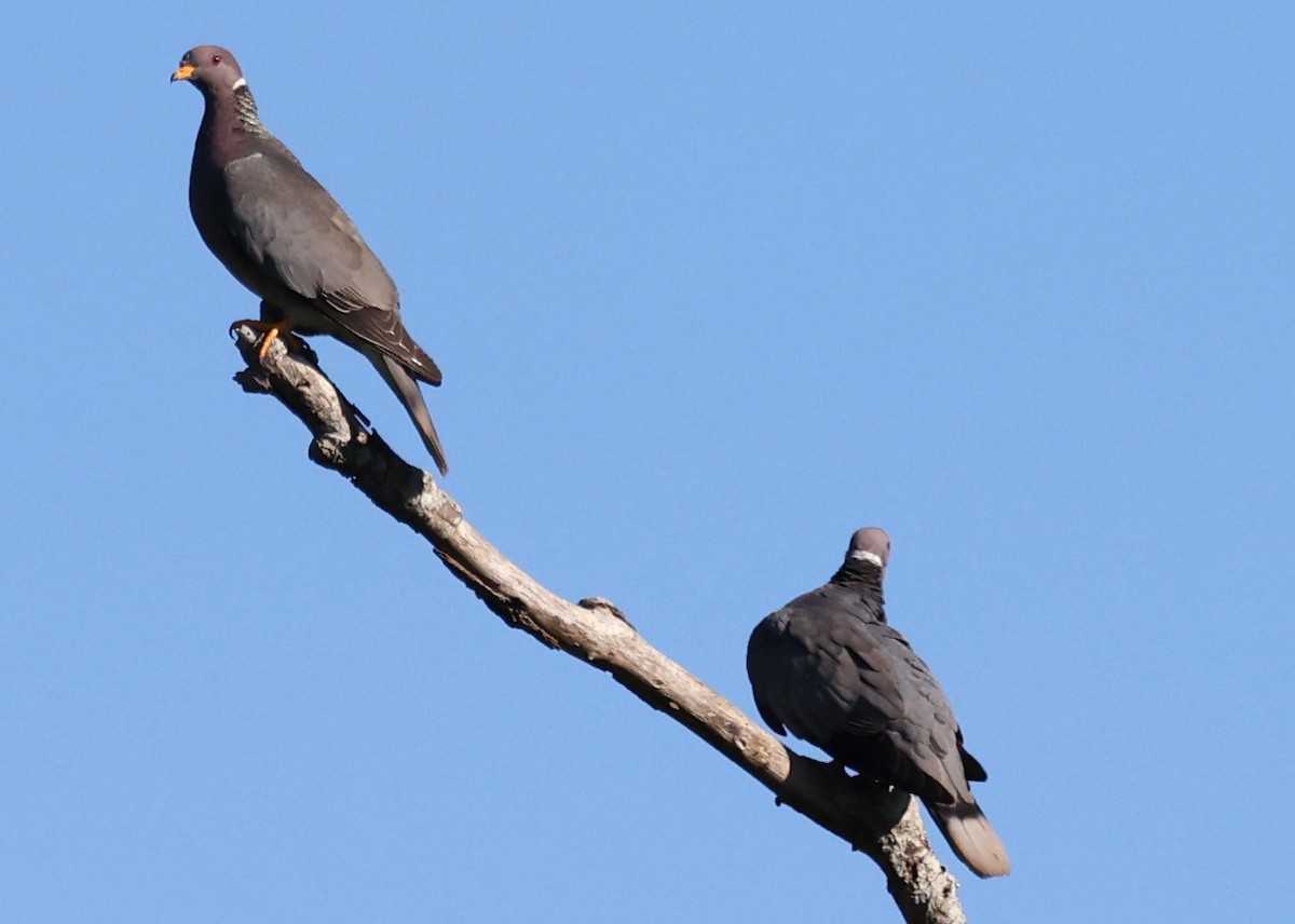 Band-tailed Pigeon - ML622791607