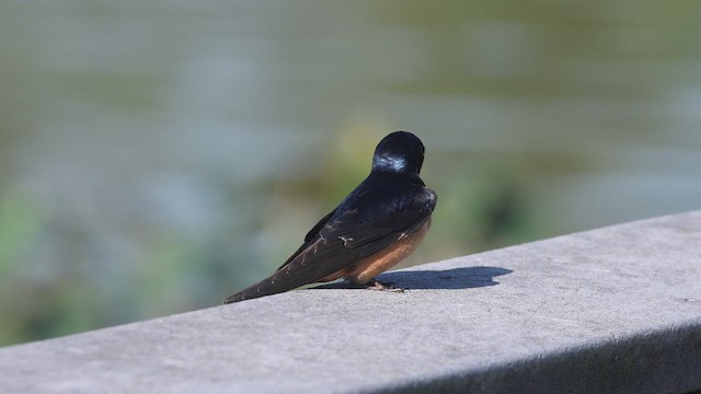 Barn Swallow (American) - ML622791663