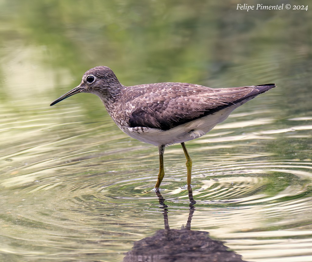 Solitary Sandpiper - ML622791708