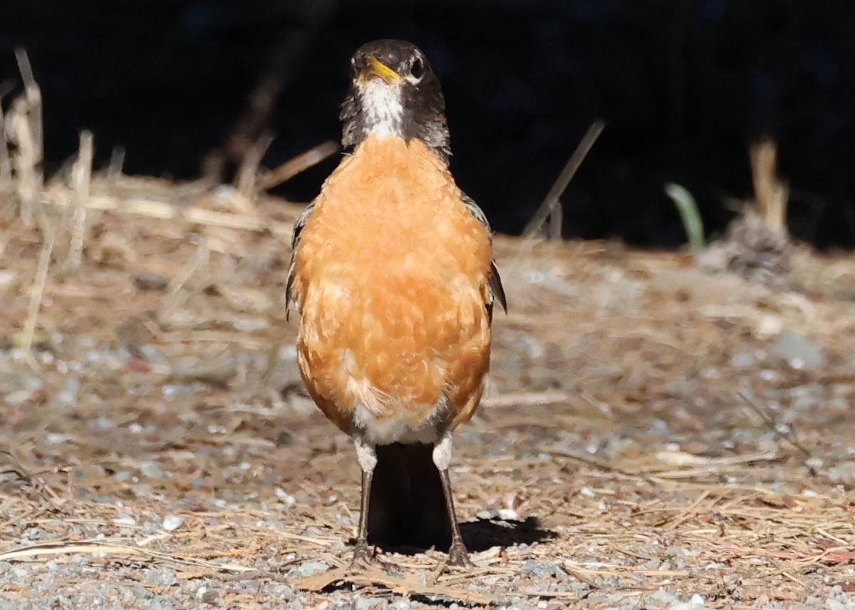 American Robin - ML622791747