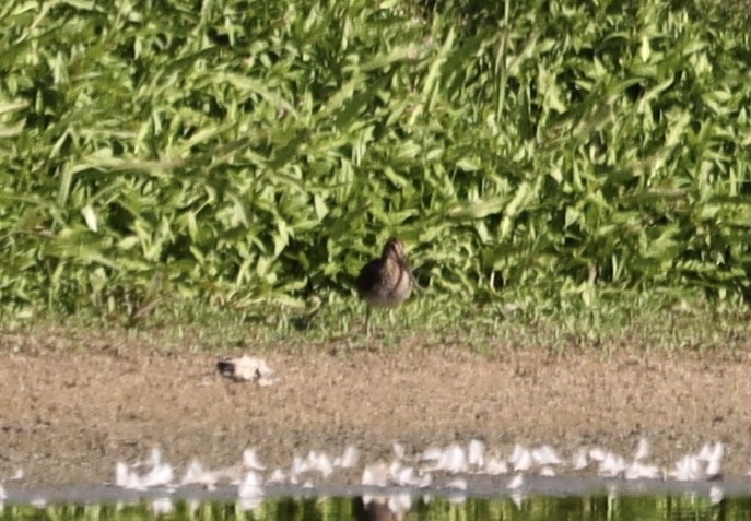 Wilson's Snipe - Mike McInnis